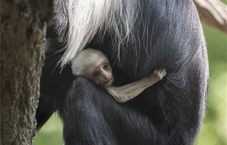 _Julie Larsen Maher_3390_Angolan Colobus and Baby_CON_BZ_08 22 17.JPG